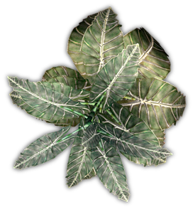 Index of /Mapping/Terrain/Plants/Cover/Elephant Ear